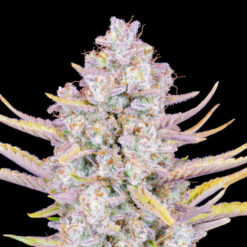 Purple Punch Auto fem. FastBuds Seeds