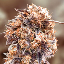 Purple Punch Fast High Speed Buds