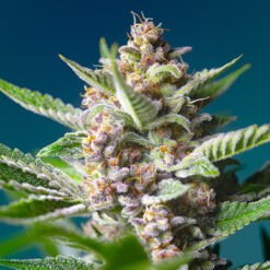 Purple Punch OG fem. Sweet Seeds