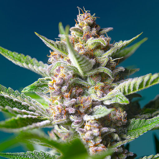 Purple Punch OG fem. Sweet Seeds