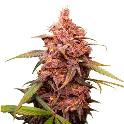 Purple Punch fem. Seedstockers