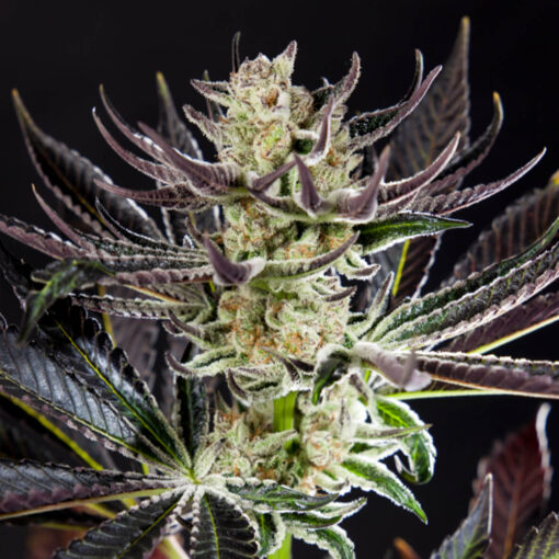 Purple Punch x Do-Si-Dos fem. Philosopher