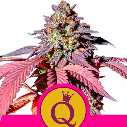 Purple Queen fem. Royal Queen