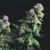 Purple Urkle fem. Pyramid Seeds