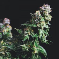 Purple Urkle fem. Pyramid Seeds
