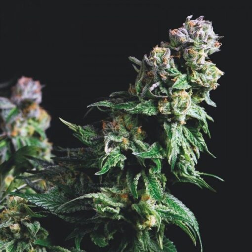 Purple Urkle fem. Pyramid Seeds