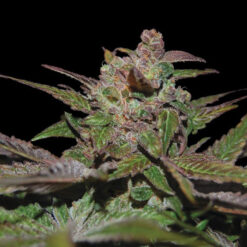 Purple Wreck fem. DNA Genetics