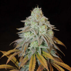 RM Confidential fem. Grateful Seeds