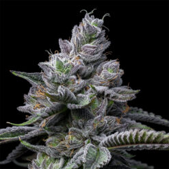 RS11 X Hollywood 6 u. fem Cookies Seed Bank