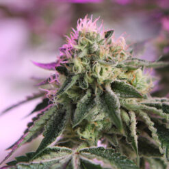 RS11 x Banana OG  3 u. fem. Barney's x DOJA