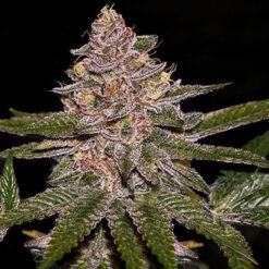 Radical Juice fem. Ripper Seeds