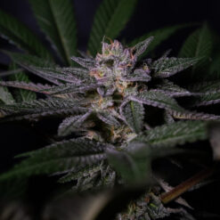 Rainbow Flakes fem. Positronics Seeds
