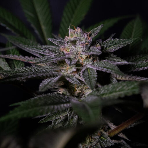 Rainbow Flakes fem. Positronics Seeds