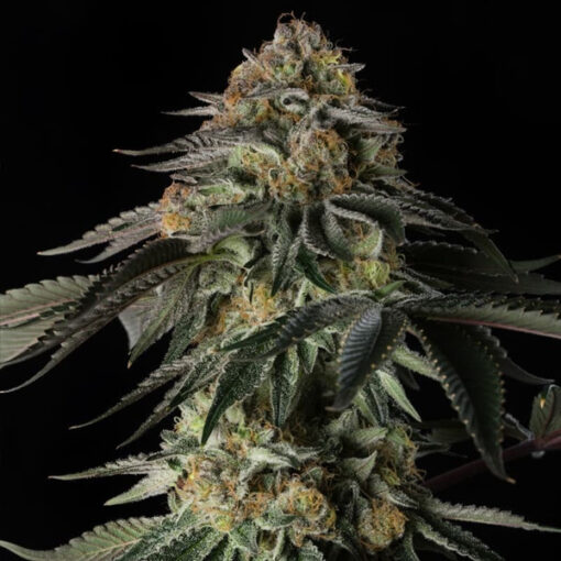 Rainbow Gas  3 ud Silent Seeds