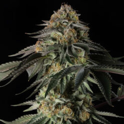 Rainbow Gas  5 ud Silent Seeds