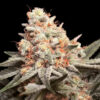 Rainbow Mints fem. 00 Seeds