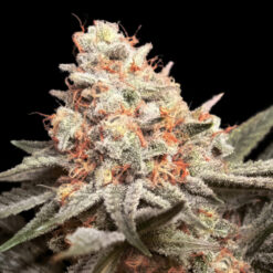 Rainbow Mints fem. 00 Seeds