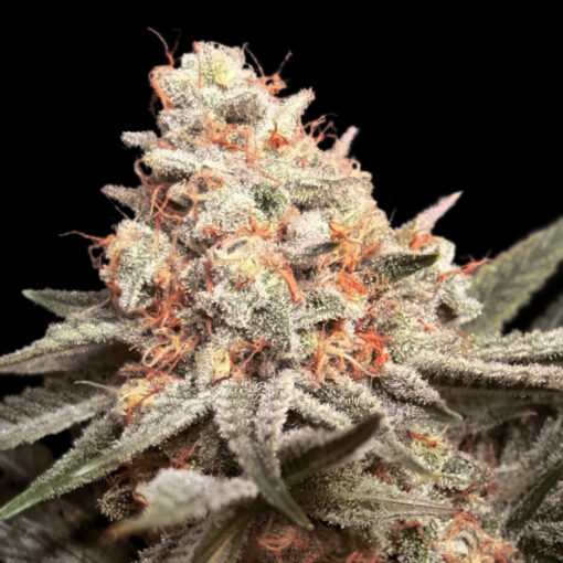 Rainbow Mints fem. 00 Seeds