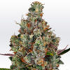 Rainbow Road fem. Paradise Seeds