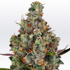 Rainbow Road fem. Paradise Seeds