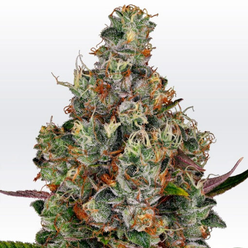 Rainbow Road fem. Paradise Seeds