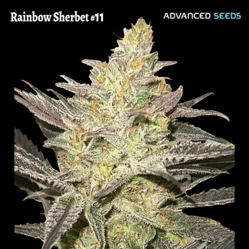 Rainbow Sherbet #11 fem. Advanced Seeds