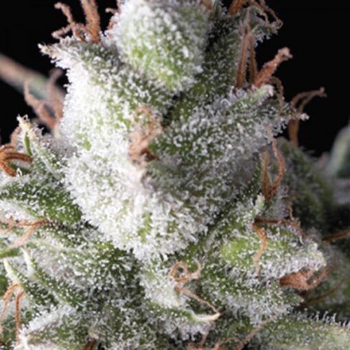 Ramses fem. Pyramid Seeds
