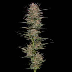 Raspberry Parfait 5 u. fem Humbold Seeds Company