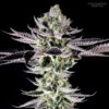 Re-Locoz fem. Phenomenom Genetics