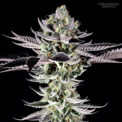 Re-Locoz fem. Phenomenom Genetics