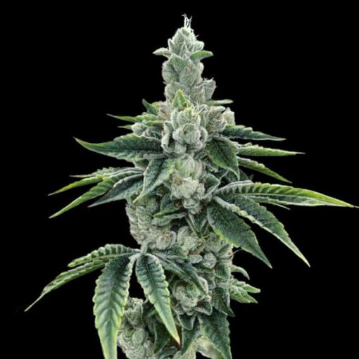ReCon 2.0 fem. DNA Genetics
