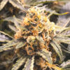 Recovery CBD fem. Medical seeds
