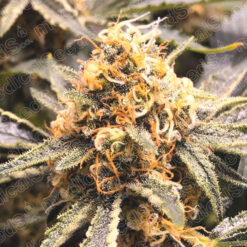 Recovery CBD fem. Medical seeds