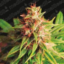 Red Cross CBD fem. Medical seeds