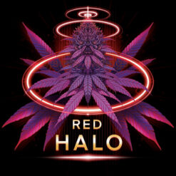 Red Halo  7 u. fem Conscious Genetics