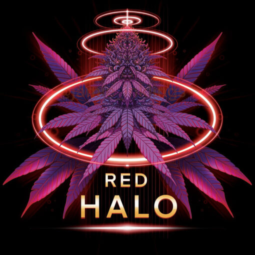 Red Halo  7 u. fem Conscious Genetics