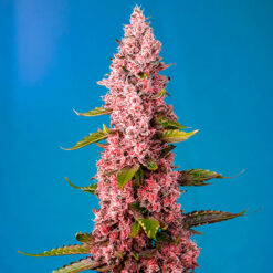 Red Hot Cookies fem. Sweet Seeds