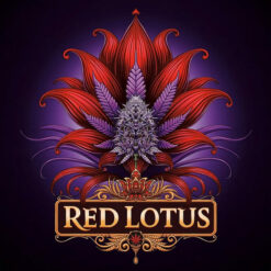 Red Lotus  7 u. fem Conscious Genetics