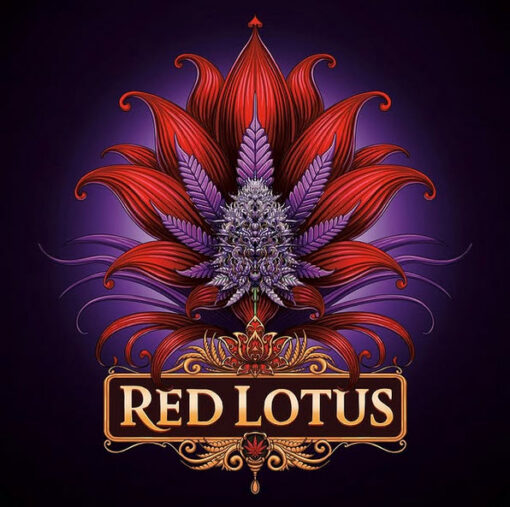 Red Lotus  7 u. fem Conscious Genetics
