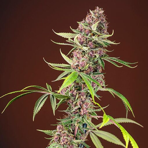 Red Mandarine F1 Fast Version fem. Sweet Seeds