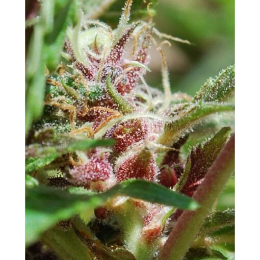 Red Purps fem. Female Seeds