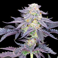 Red Velvet  10 u. fem Sacred Terps