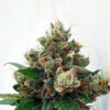 Respect 4 Gorilla. Expert Seeds