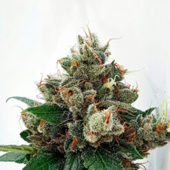 Respect 4 Gorilla. Expert Seeds