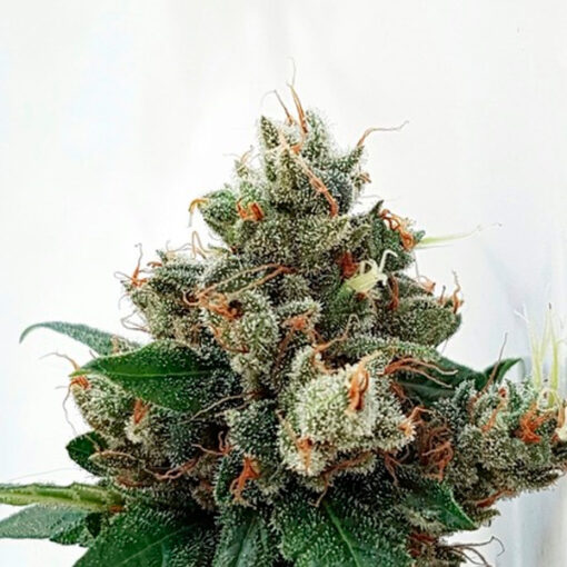 Respect 4 Gorilla. Expert Seeds