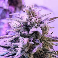 Respeto  1 u. fem French Touch Seeds