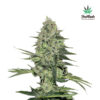 Rhino Ryder Auto fem. FastBuds Seeds
