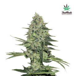 Rhino Ryder Auto fem. FastBuds Seeds