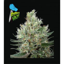 Ripper Haze fem. Ripper Seeds