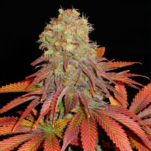 Rock Bud fem. Soma Seeds
